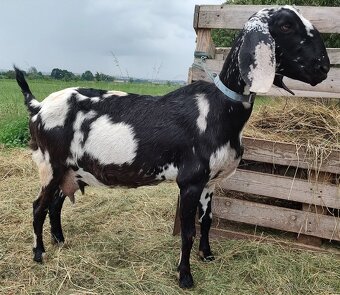 100% AN kozlík II. - 6