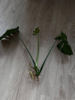 Monstera krásný řízek - 6
