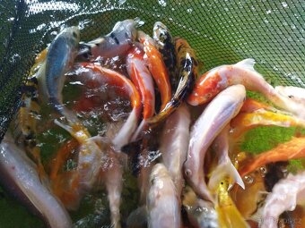 Koi kapříci - 6