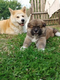 Štěňata Akita inu - 6