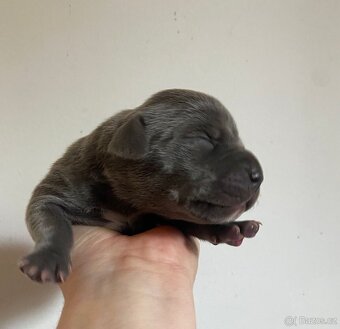 American Bully XL s PP k rezervaci - 6