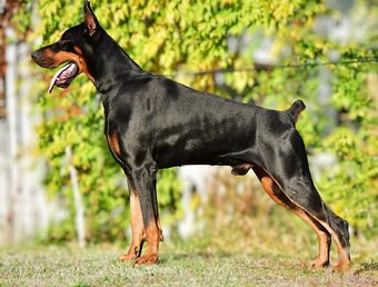 KUPIROVANÁ ŠTĚŇÁTKA DOBRMANA S PP FCI - 6