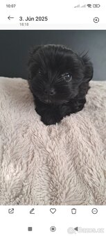Black Yorkshire terrier - 6