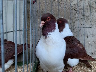 Moravsky pštros červeny - 6