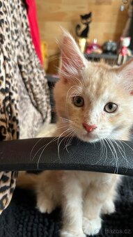 Mainska mývalí - 6