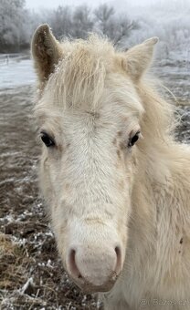 Welsh part bred - 6