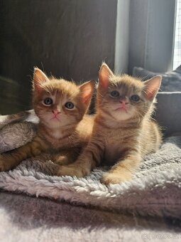 Červený zrzavý rezavý oranžový red kocourek „ Garfield „ - 6