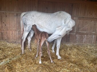 Charakterní kobyla ČT - 6