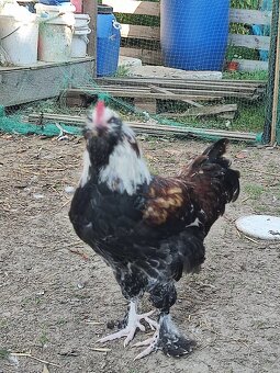 Faverolka velká lososová - kohout - 6