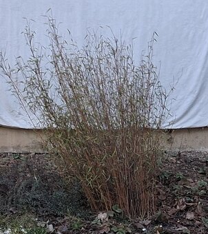 Bambus. Který si vyberete. - 6