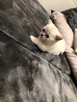 Čistokrevná britská krátkosrstá koťata po rodičích s PP - 6