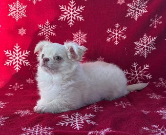 Čivava dlouhosrstá s PP - 6