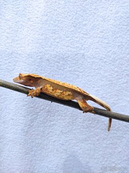 pagekon řasnatý, terárium - 6