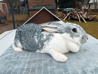 Mladé samice kříženky belgic. obra - 6