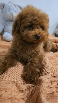 Toy pudlík z čínské linie – 3 měsíce, teddy typ, red brown - 6
