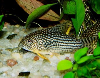 Prodám Ancistrusy, Platy, mikru a mech. - 6