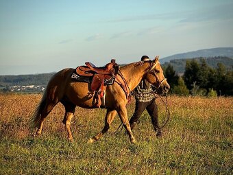 AQH klisna po Shiners Vodoo Dr - 6