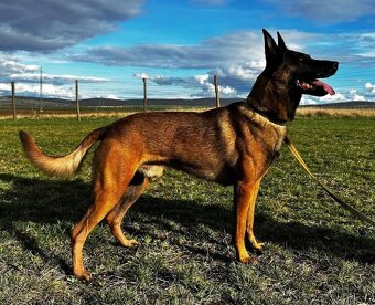 Belgický ovčák Malinois s PP - 6