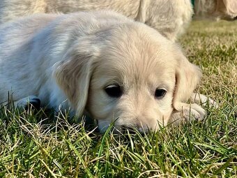 Zlatý Retriever šteniatka s PP - 6