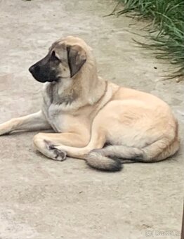 Kangal bez PP - 6