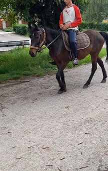 Predam jazdecku kobylu - 6