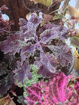 Coleus - 6