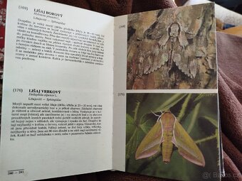 Entomologická kniha - 6