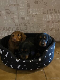 Jezevčík dlouhosrstý trpasličí - 6