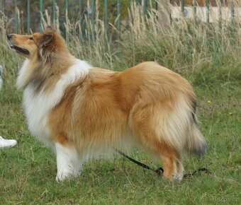 KOLIE DLOUHOSRSTA ZLATA - 6