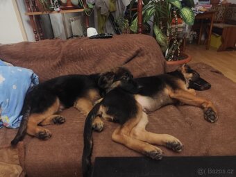 Nemecky ovčák typu Rex(štěňata) - 6