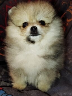 Pomeranian - 6