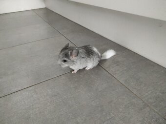 Činčila mládě samičky - 6