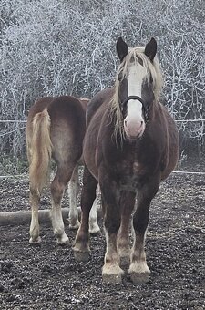 Klisna ČMB Láva - prodám - 6