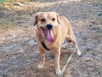 PINGI K ADOPCI - akční veselý mazel, vhodný k dětem - 6