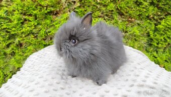 Zakrslý králík, králíček -(TEDDY)-OLAF,OLIVER,OLINA - 6