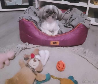 Shih-tzu (šicu) - 6