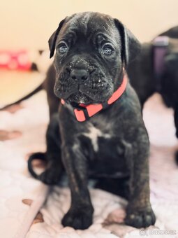 Cane corso s PP - 11 Vánočních štěňátek k rezervaci - 6