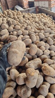 Domácí brambory na salát a cibule - 6