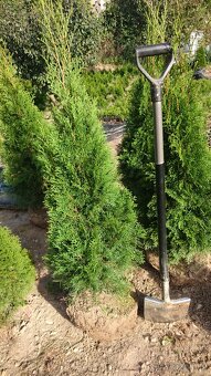 Okrasné rostliny - 6