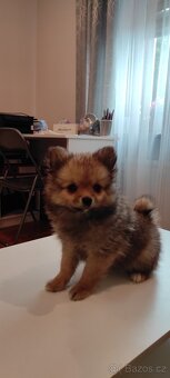Špic pomeranian s pp štěňata - 6