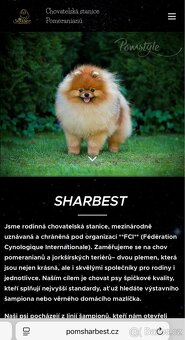 Pomeranian s PP FCI, kluci - 6