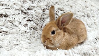 Zakrslý králík, králíček - LILI - 6