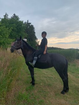 Klisna Barock Pinto - 6