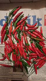 Chilli papričky 5 druhů i jednotlivě semínka Tabasco,aji.... - 6