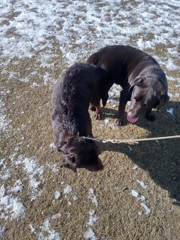 Hnědý labrador bez PP - 6