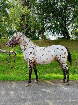Apaloosa pony - 6