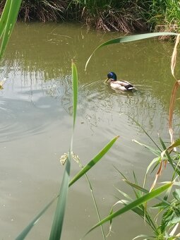Dlouhodobý pronájem domu s možností pozdějšího odkupu - 6