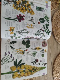 Příroda Velký obrazový průvodce - 6