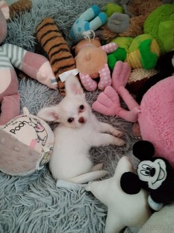 Čivava dlouhosrstá s PP - 6