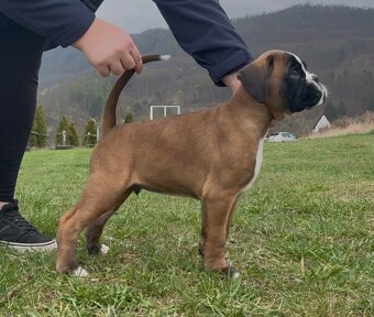 Prodám pejska německého boxera s PP - 6